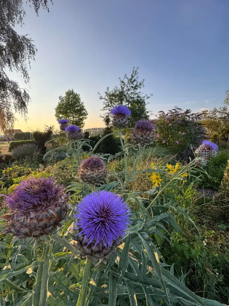 Bloeiende border met kogeldistels, door Tuinrobuust