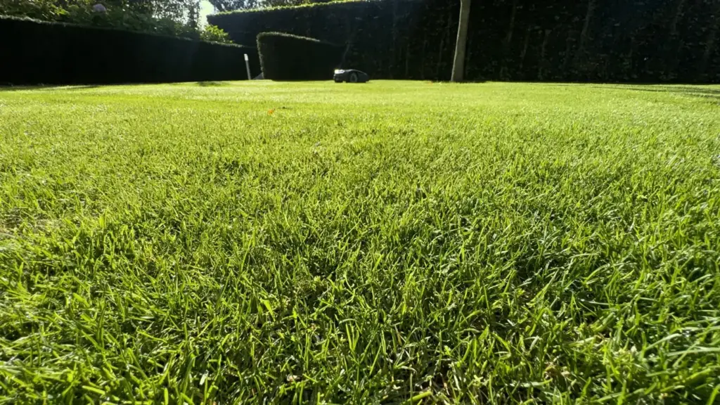 Close up van een dicht en gezond gazon, door Tuinrobuust