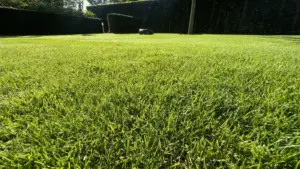 Close up van een dicht en gezond gazon, door Tuinrobuust