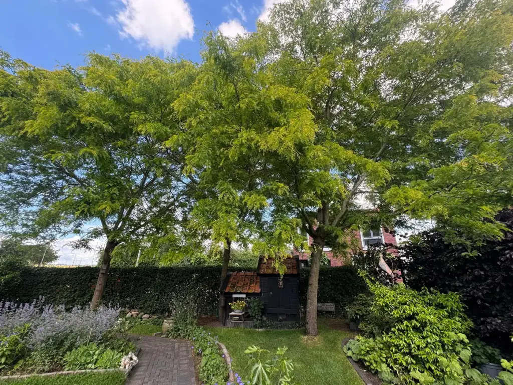 Onderhouden tuin met bomen en borders, door Tuinrobuust