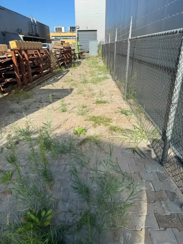 Onkruid tussen de bestrating, voor het onderhoud, door Tuinrobuust