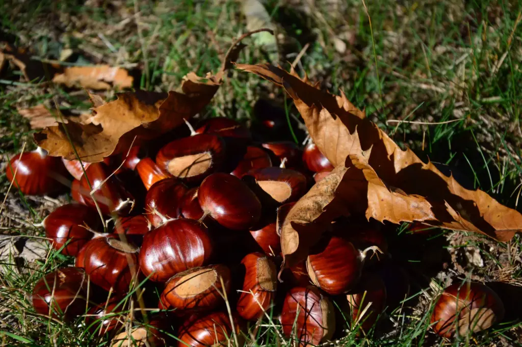 Tamme kastanjes op een hoopje in het gras met bruine kastanjebladeren