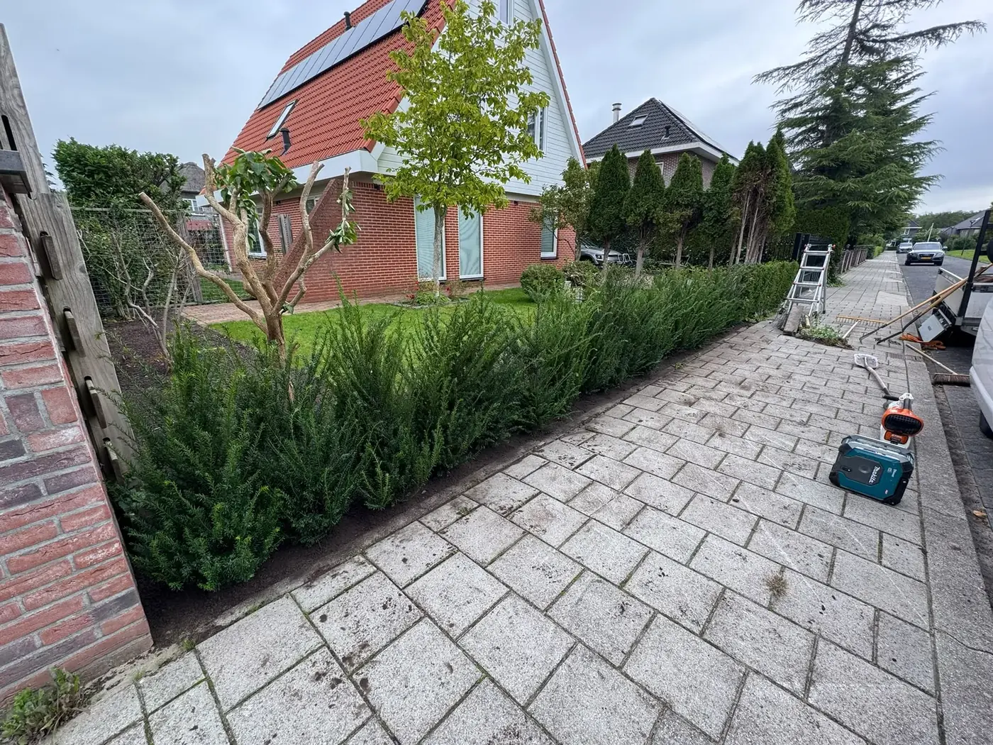 Nieuwe taxushaag langs een tuinpad, door Tuinrobuust