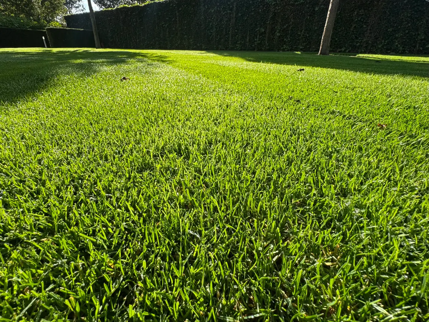 Gemaaid gazon door Tuinrobuust